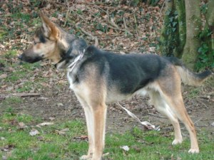 dog electric fence